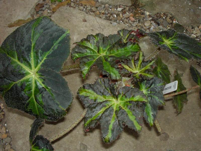 B. ‘King Arthur’
